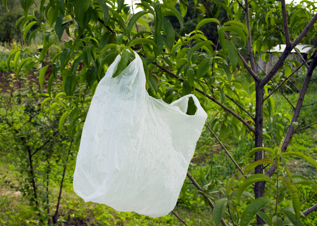 วัสดุบรรจุภัณฑ์ ที่เป็นมิตรต่อสิ่งแวดล้อม พลาสติกชีวภาพ